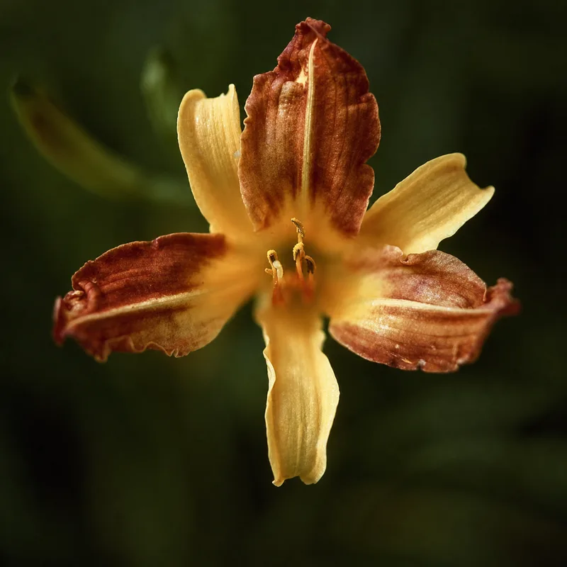 Duo Bloom