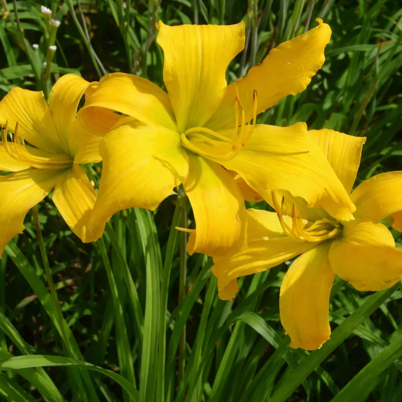 Evening Tulip AHS image