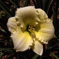 Exotic Gown AHS image