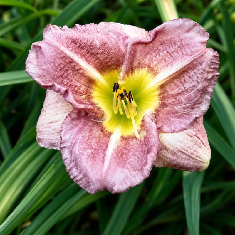 Fabulous Edna