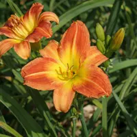 Fairy Firecracker AHS image