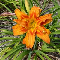 Flore Pleno AHS image