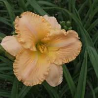 Collier AHS image