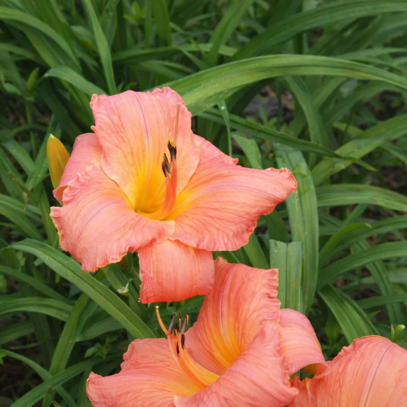 Frank Gladney daylily bloom