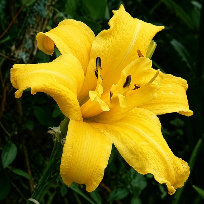 Froufrou