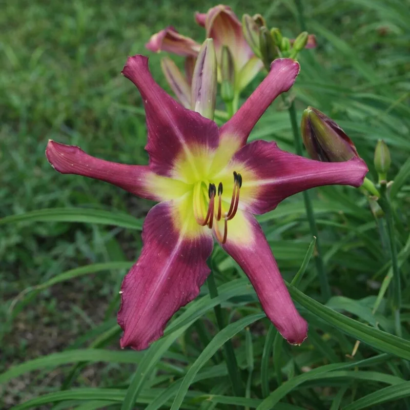 Fuchsia Fashion AHS image