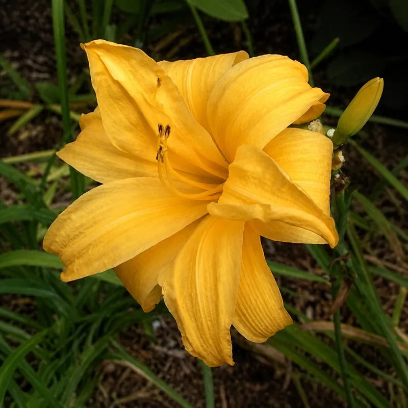 Full and Round