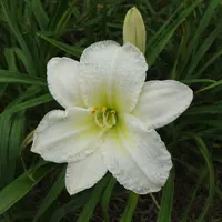 Gentle Shepherd AHS image