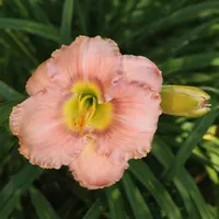 Corinthian Pink AHS image