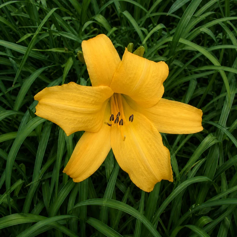 Golden Bell