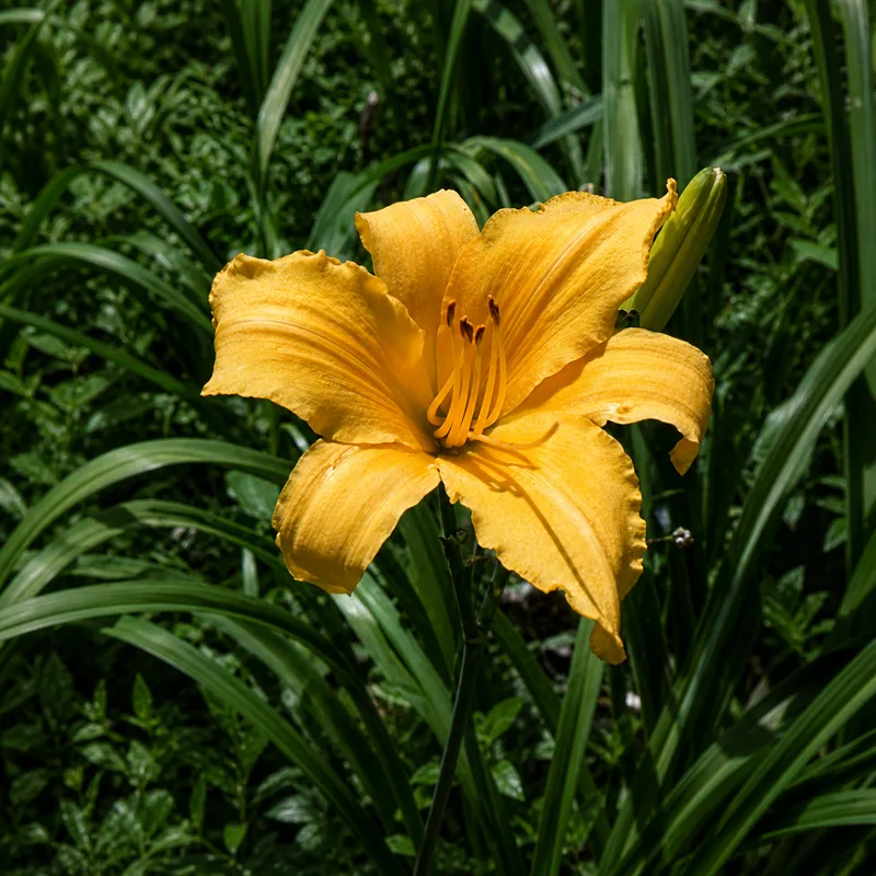 Golden Bough