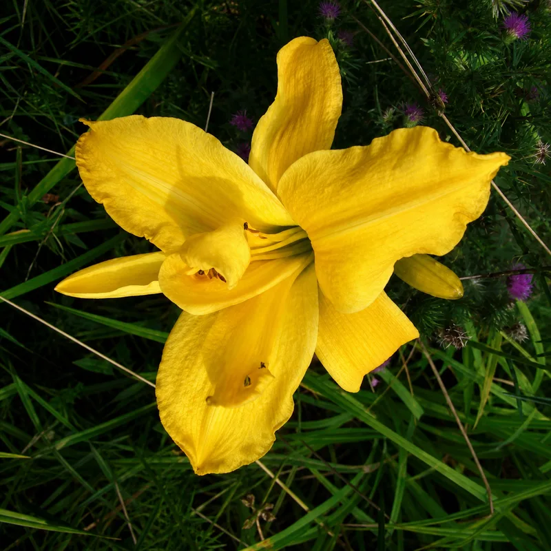 Golden Epaulets