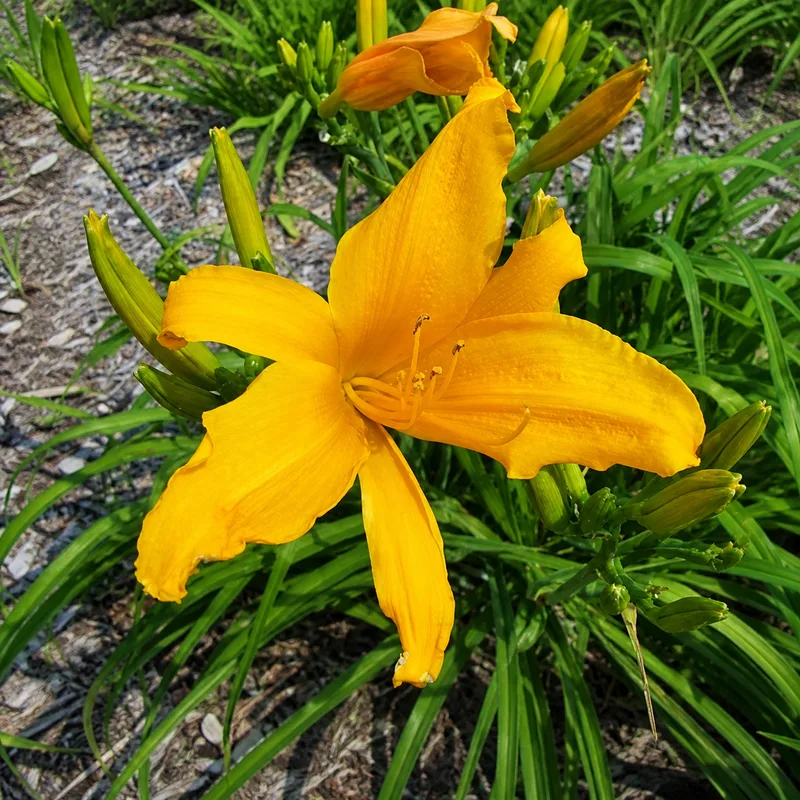 Golden Orchid