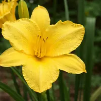Golden Prize AHS image