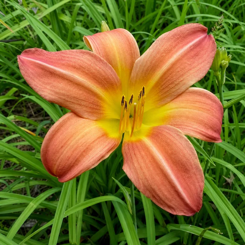 Good Earth daylily bloom