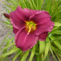 Grape Velvet AHS image
