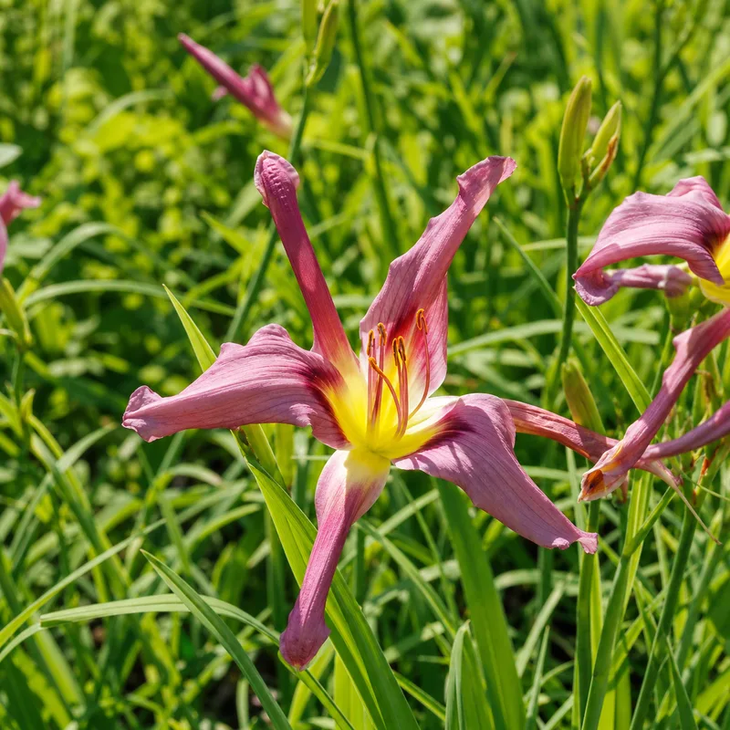 Coyote Laughs daylily bloom