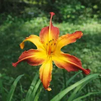 Guinea Jubilee AHS image