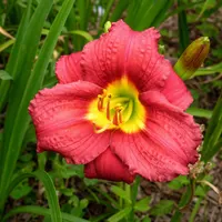 Gypsy Cranberry AHS image
