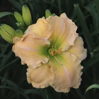 Gypsy Gold AHS image