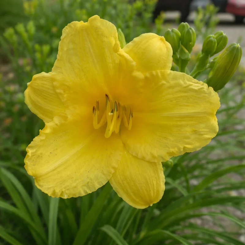 Happy Returns daylily bloom