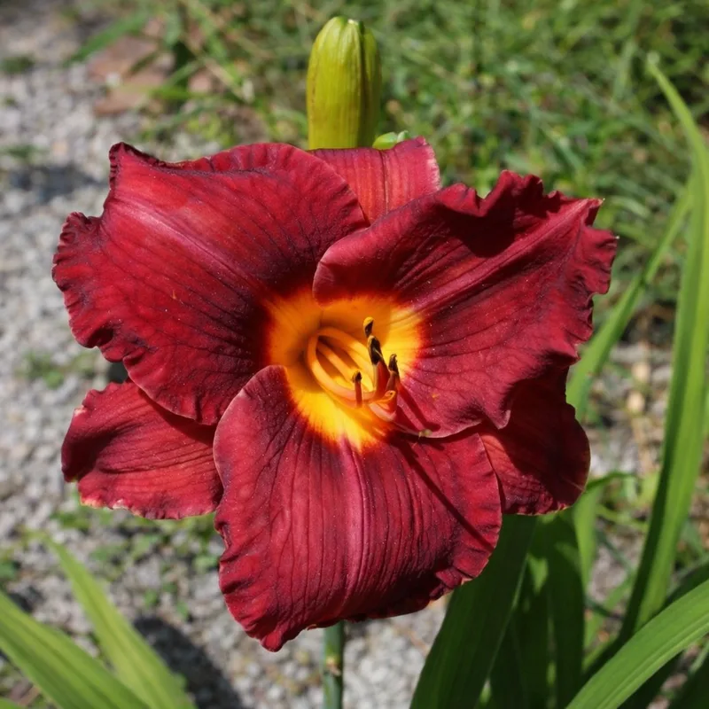 Harrods daylily bloom