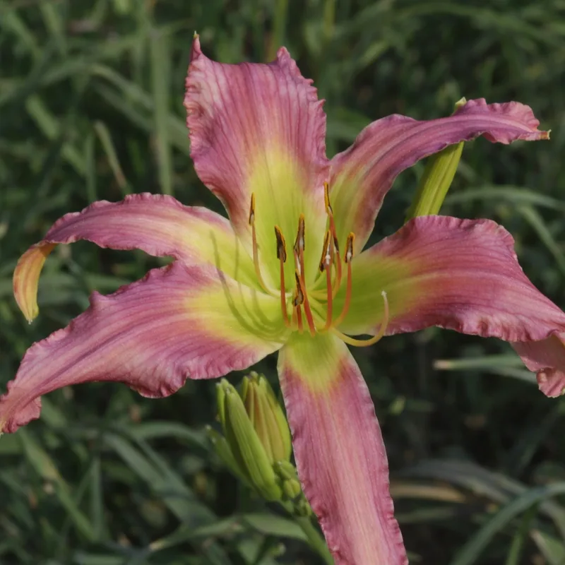 Curly Rosy Posy AHS image