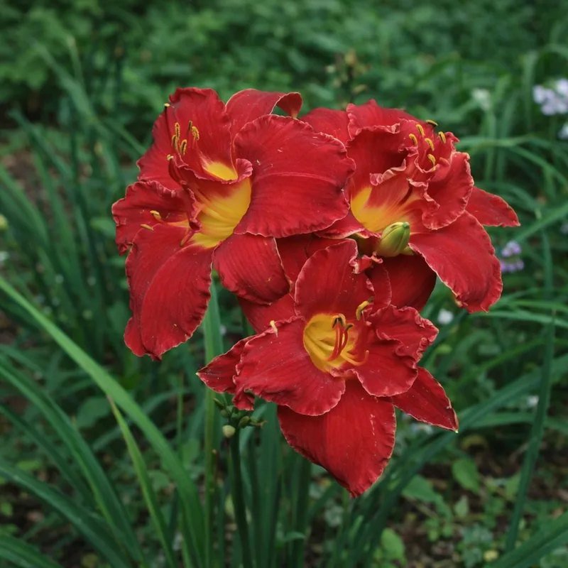 Highland Lord daylily bloom