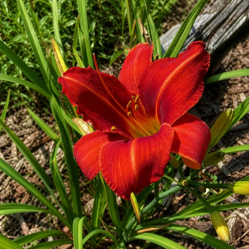 Ida Red Belk