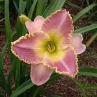 Ida's Magic AHS image