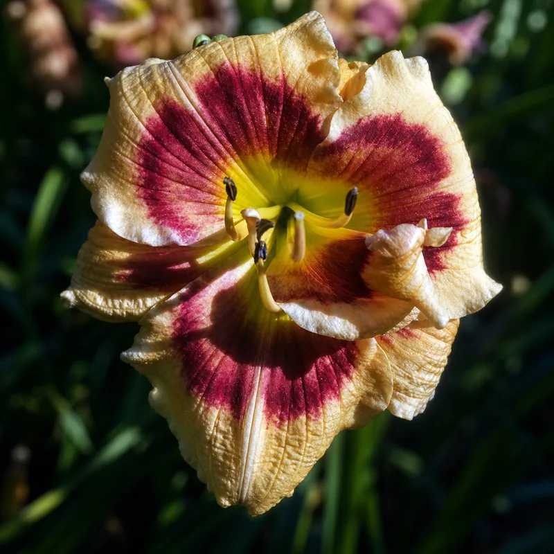 Amber Jewel