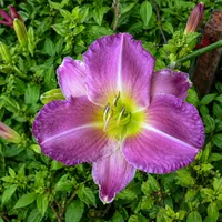 Iridescent Jewell AHS image
