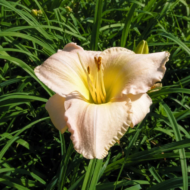 Ivory Dawn AHS image