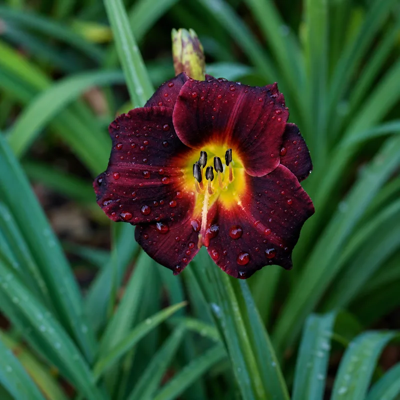 Dark Ruby