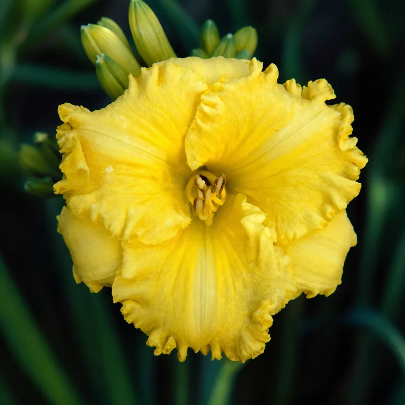 Abundant Ruffles