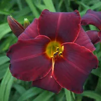 Jungle Beauty AHS image