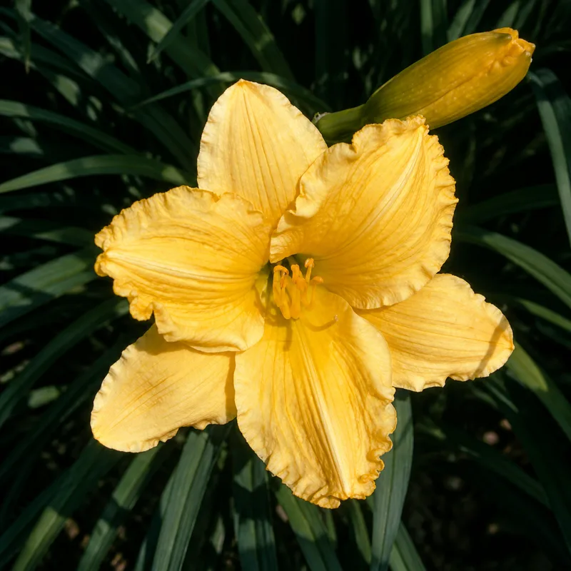 Kansas Gold