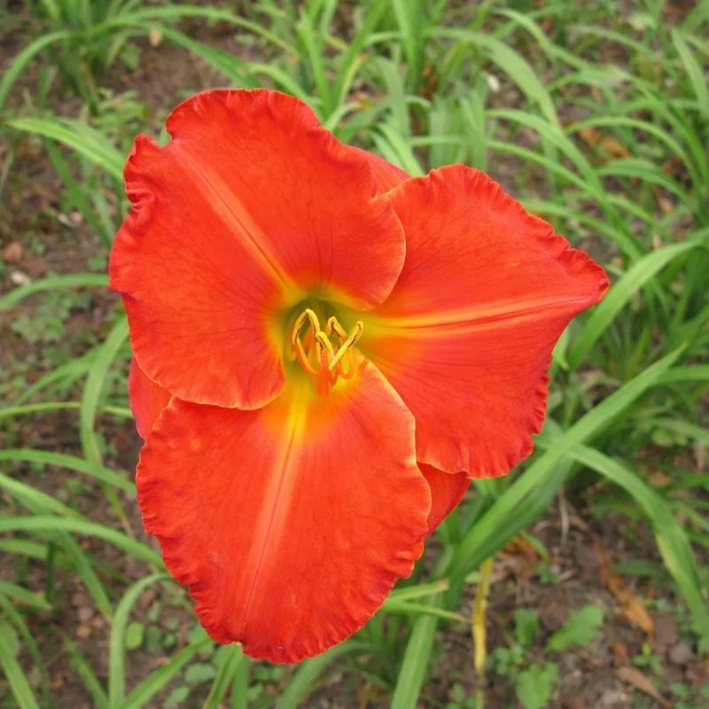 Desert Flame AHS image