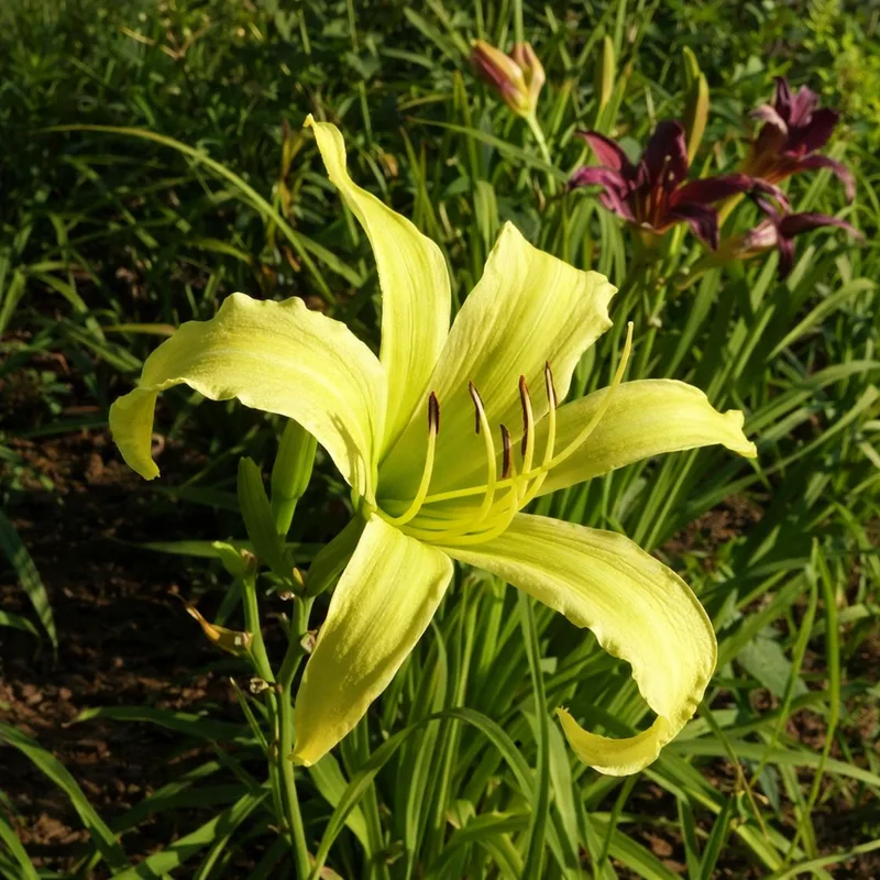 Lady Fingers AHS image
