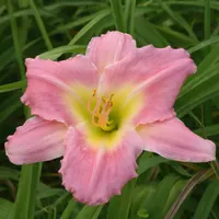 Lady Liz AHS image