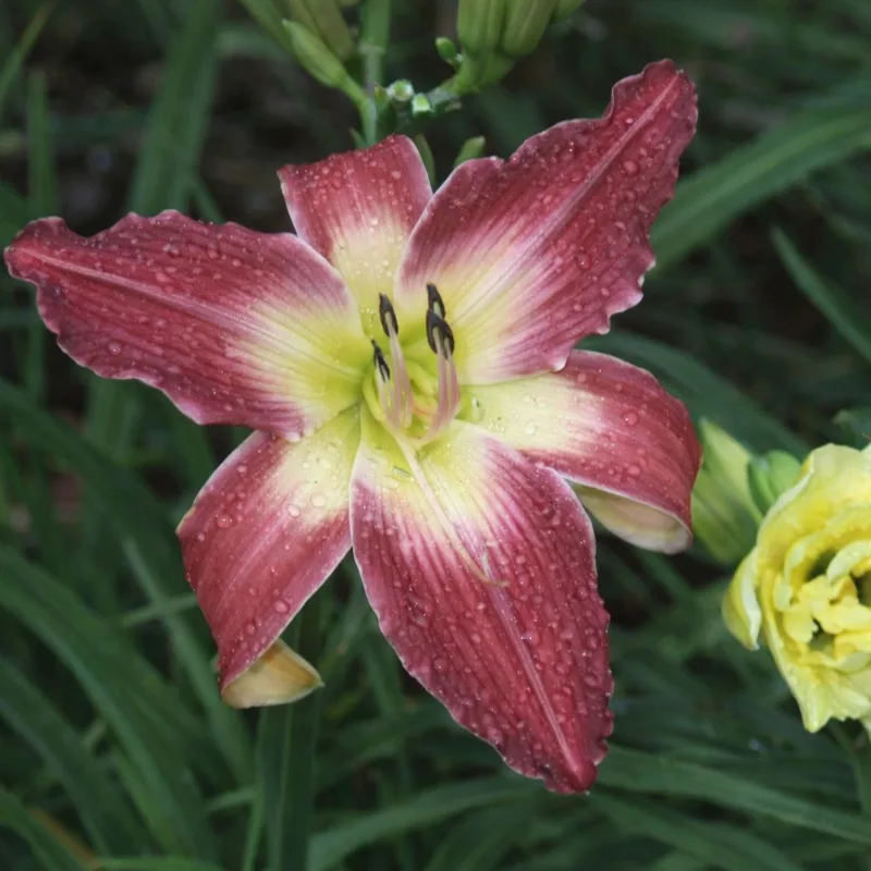 Lake Norman Spider daylily bloom