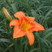Leebea Orange Crush AHS image