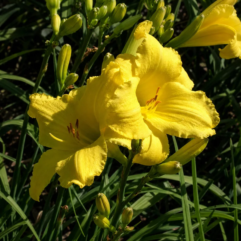 Lemon Lace AHS image