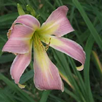 Lilting Belle AHS image