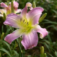 Lilting Lavender AHS image