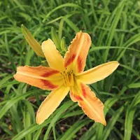 Linda AHS image