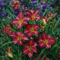 Little Wine Cup AHS image
