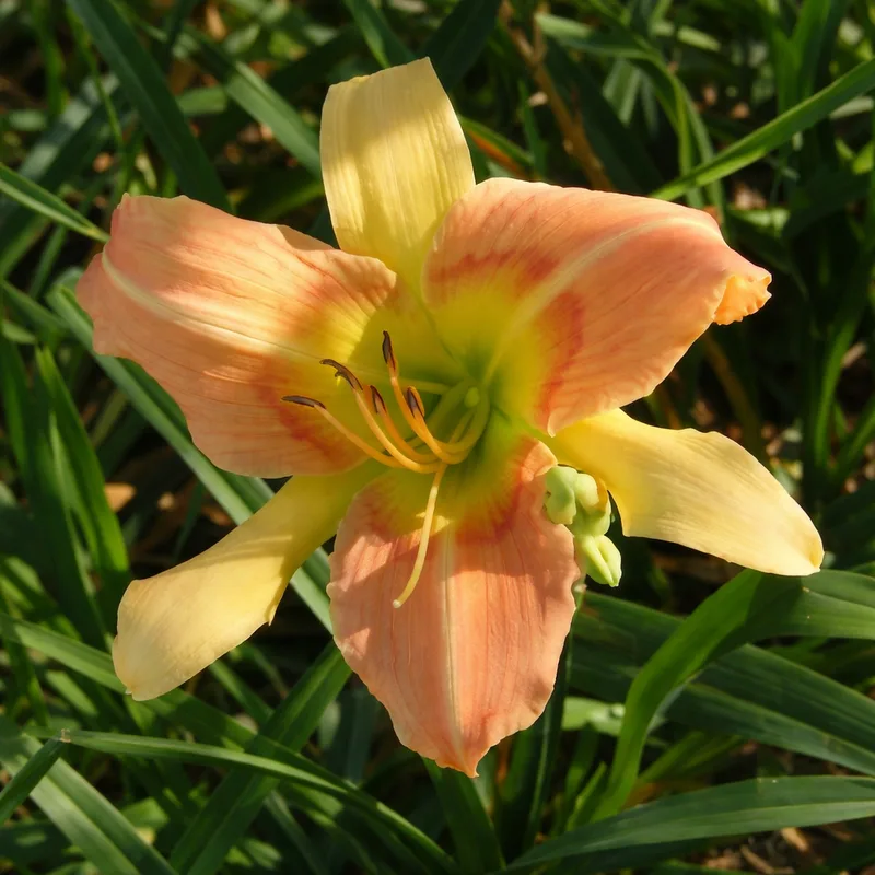 Loco Bo daylily bloom