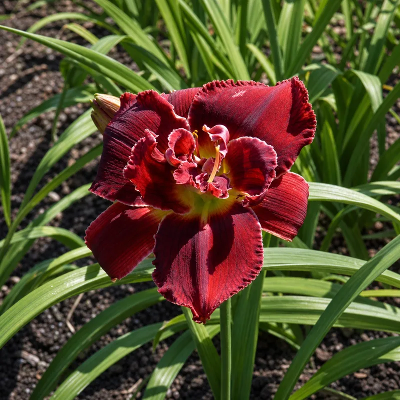 Double Red Royal