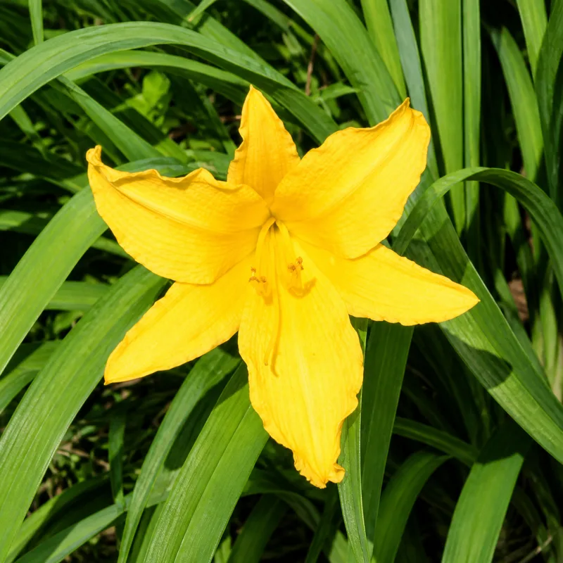 Luteola